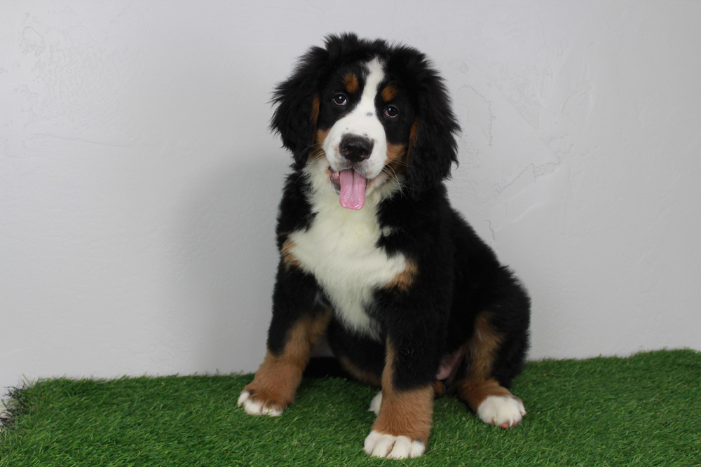 Greenwell Springs, Louisiana AKC Bernese Mountain Dog Pups Pups from Blue Diamond Kennels.